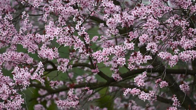 Cherry blossom branches in full bloom in Europe