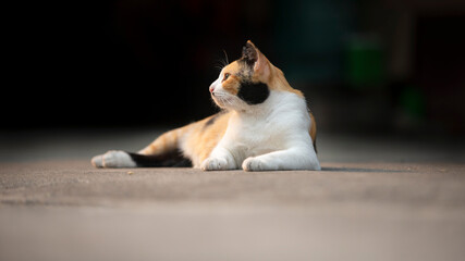 Tricolor cat sitting on the cement floor with black background.