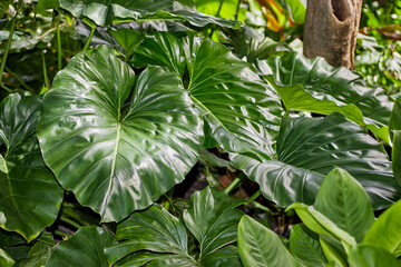 Jumbo Elephant Ear Leaves in Rainforest