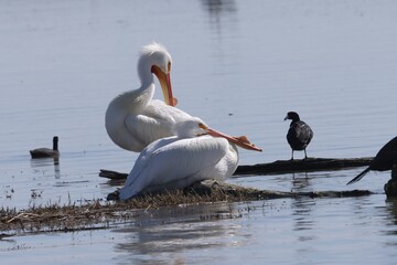 Two pelicans on the beach