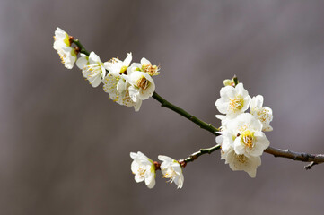 梅の花