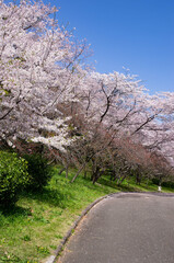 桜並木
