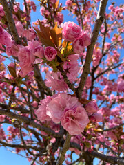 八重桜, 桜, 景色, 風景, 自然, 庭, 葉, 春, 蕾, 木, 植木, 植物, 