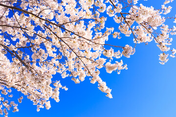 cherry blossom against sky