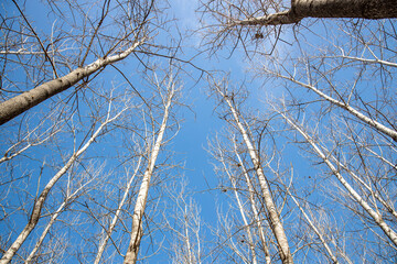 branches of a birch