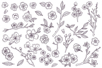 Sakura flowers blossom set, hand drawn line ink style. Cure doodle cherry plant vector illustration, black isolated on white background. Floral bloom for spring japanese or chinese holiday