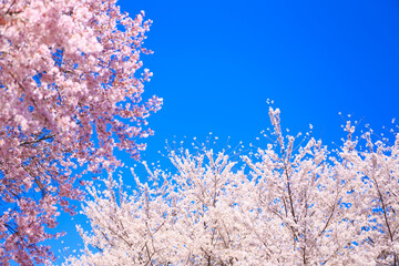 pink cherry blossom and blue sky