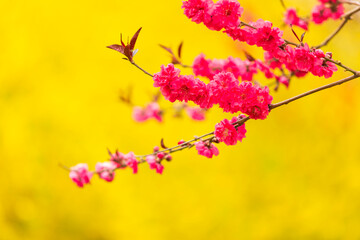 Peach trees blossom in spring