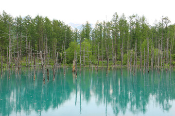 初夏の青い池
