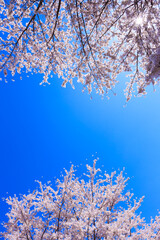 cherry blossom in spring