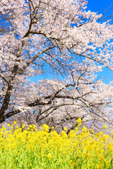 サクラとナノハナ
