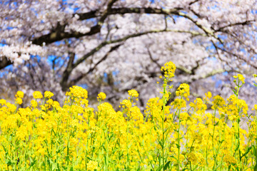 菜の花畑と桜