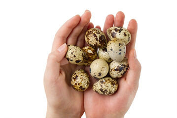 Pile of quail eggs in hand isolated on white background. eco healthy food concept