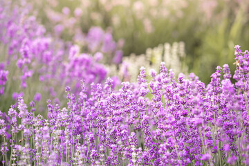 Lavender bushes closeup on sunset. Sunset gleam over purple flowers of lavender. Provence region of France.