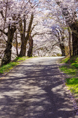 Fototapeta na wymiar cherry blossom and path in the park