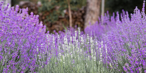 Fototapeta premium Lavender bushes closeup on sunset. Sunset gleam over purple flowers of lavender. Provence region of France.