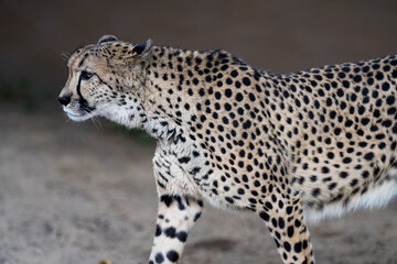 Cheetah stalking