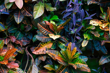 Colorful Croton Leaves Background. Beautiful natural backdrop with croton plant in sunny day at tropical park.  Garden croton composition wall with flowers.  © Kateryna