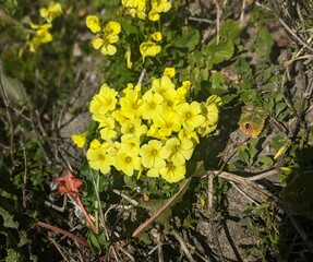 close up of bermuda buttercup yellow flower, sourgrass plant flower