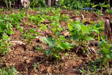 Plantação de feijão