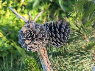 pine cones at the Cowell-Purisima Coastal Trailhead