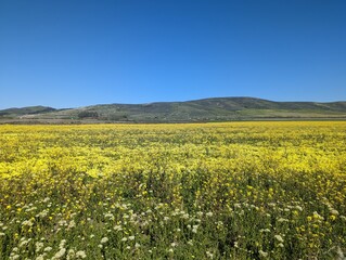 Cowell Ranch State Beach farm field landscape, wildflower farm field, Half Moon Bay coastal farm field
