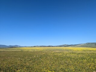 Cowell Ranch State Beach farm field landscape, wildflower farm field, Half Moon Bay coastal farm field