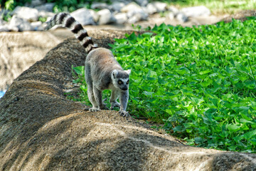 ring lemur