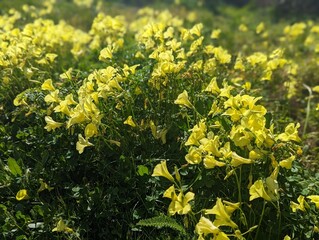 yellow bermuda buttercup flower under the sun, sourgrass plant flower