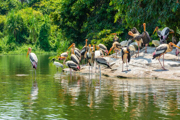 Painted stork