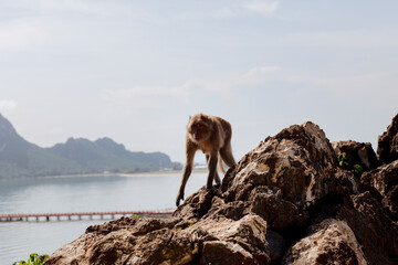 male wild monkey on rock mountain at prachuap khiri khan southern of thailand