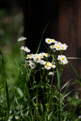 A bouquet of chamomile growing in a meadow