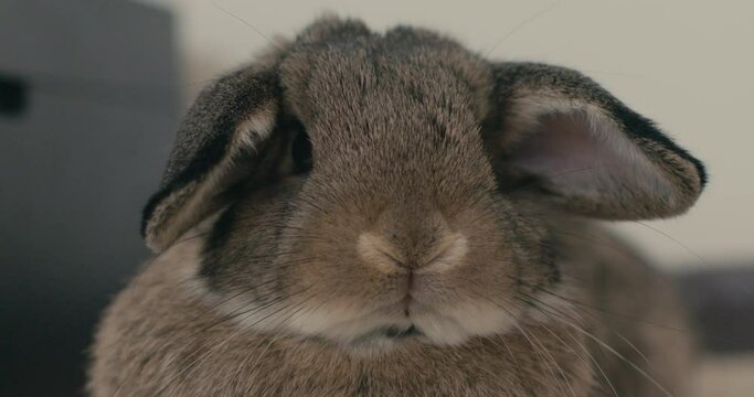 Slow motion face shot of a cute cuddly bunny rabbit looking around with floppy ears
