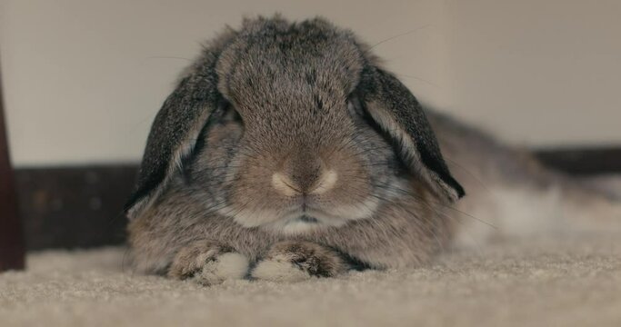 Face on shot of a brown and grey rabbit lying on a carpet staring at the camera