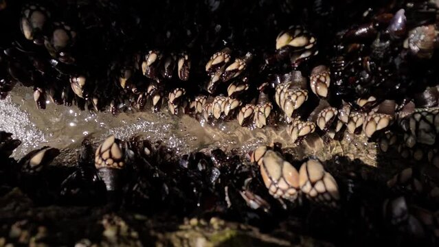 A close-up of a fresh batch of barnacles, Percebes on a rock out of the water. Lepas Anatifera
