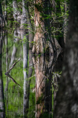 Obraz premium Reflection of trees in a Mississippi swamp