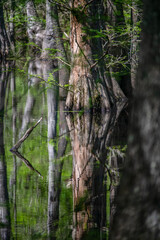 Reflection of trees in a Mississippi swamp