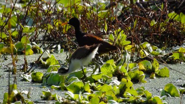 Northern Jacana Male, jacana, Jacana spinosa and his chick learn to eat insects by turning over Pistia stratiotes plants in the wetland. Nautla, Veracruz, Mexico.