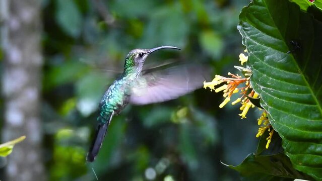 Violet Sabrewing female , Fandanguero morado Campylopterus hemileucurus flying while feeding on Palicourea guianensis flowers with a cloud forest background. Coatepec, Veracruz, M&eacute;xico