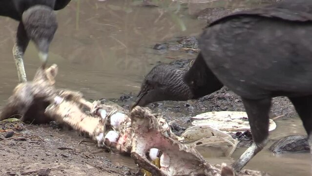 Black Vulture, Zopilote com&uacute;n, Coragyps atratus
pair feeding on cow bone in a garbage dump. Veracruz, M&eacute;xico.