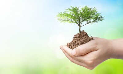 Fototapeta na wymiar world environment and earth day, Tree planted in human hands with natural green and blue sky background
