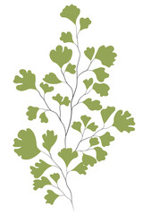 Southern maidenhair fern branch vector illustration image stock on png transparent background 02