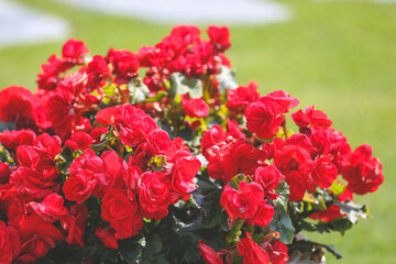 a Red roses bouquet with green leaves