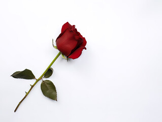 Beautiful red rose as a symbol of love on white background with copy space. Created with Generative AI Technology