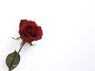 Beautiful red rose as a symbol of love on white background with copy space. Created with Generative AI Technology