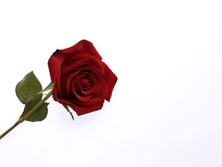 Beautiful red rose as a symbol of love on white background with copy space. Created with Generative AI Technology