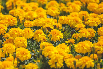 the Sunlit marigold orange flowers in the flowerbed.