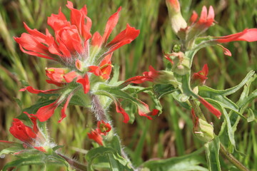 Red flowering terminal indeterminate racemose spike inflorescences of Castilleja Affinis Subspecies Affinis, Orobanchaceae, native perennial monoclinous herb in the Santa Monica Mountains, Winter.