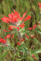 Red flowering terminal indeterminate racemose spike inflorescences of Castilleja Affinis Subspecies Affinis, Orobanchaceae, native perennial monoclinous herb in the Santa Monica Mountains, Winter.