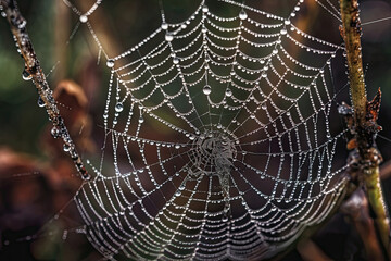 big wet spider web, many water drops hanging on it created with Generative AI technology